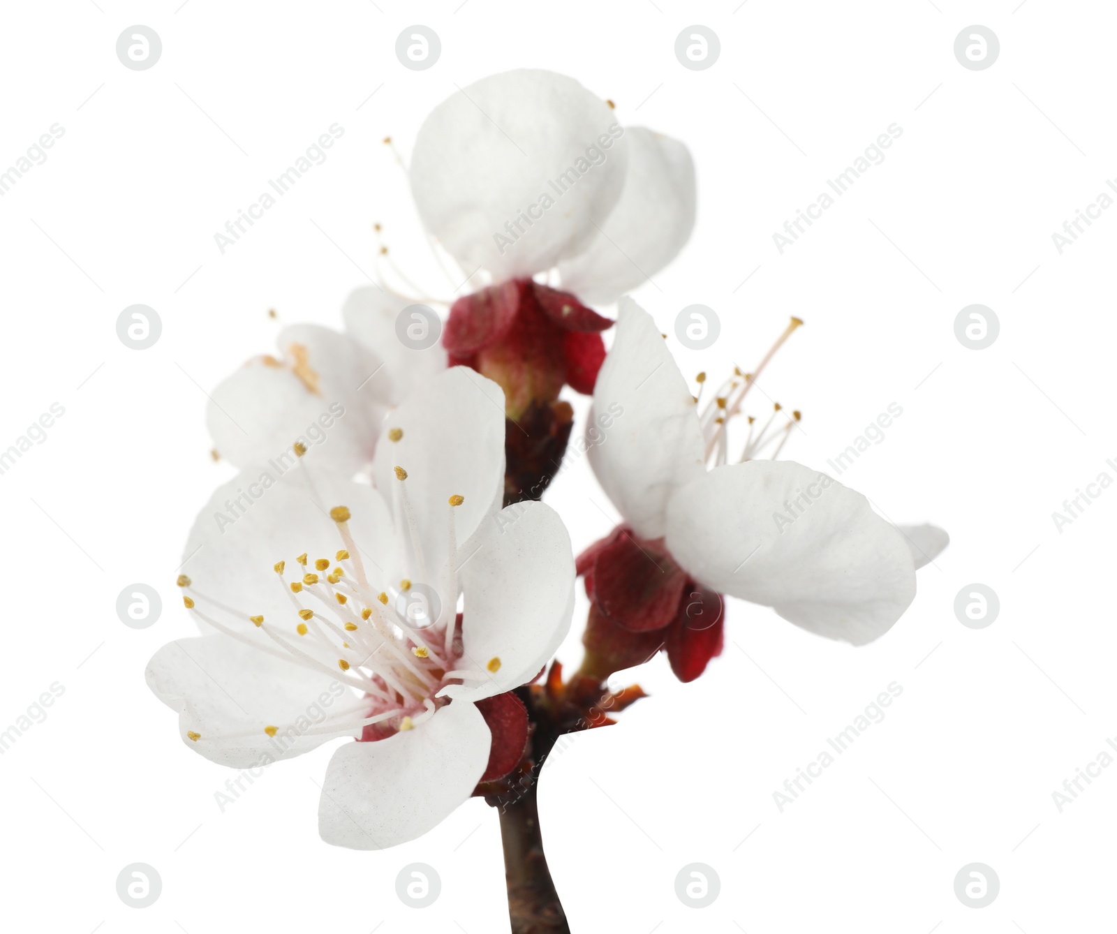 Photo of Beautiful fresh spring flowers on white background, closeup