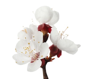 Beautiful fresh spring flowers on white background, closeup