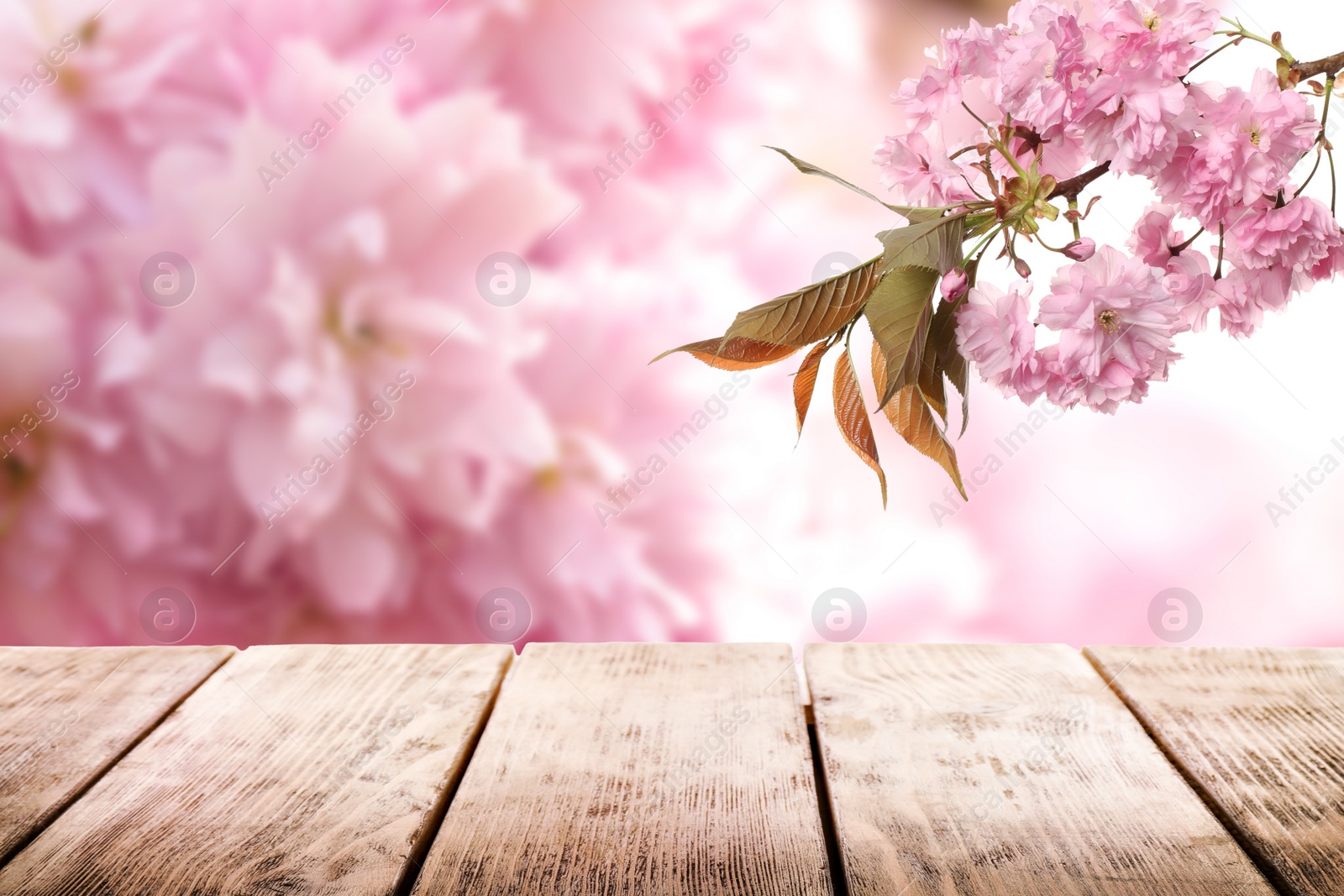 Image of Empty wooden surface and beautiful blossoming sakura tree on background