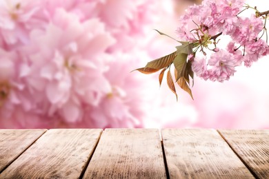 Empty wooden surface and beautiful blossoming sakura tree on background