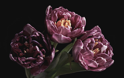 Photo of Beautiful fresh tulips on black background. Floral card design with dark vintage effect