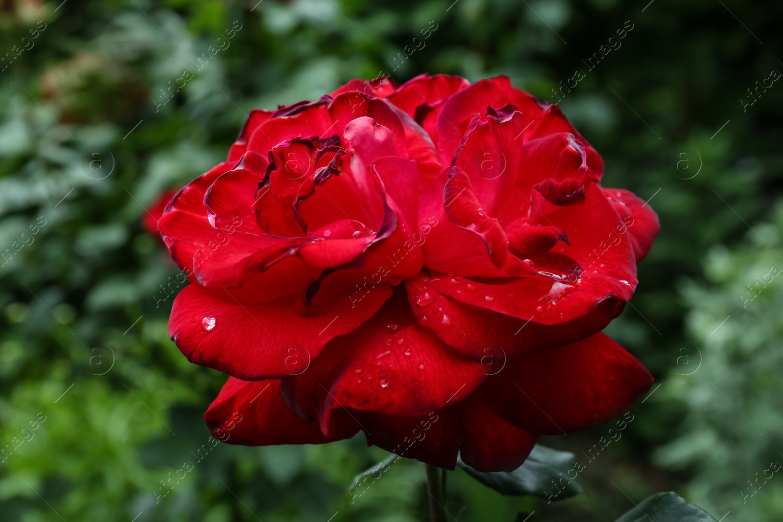 Photo of Beautiful red rose flower with dew drops in garden, closeup