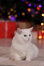 Photo of Christmas atmosphere. Adorable cat on carpet near gift boxes
