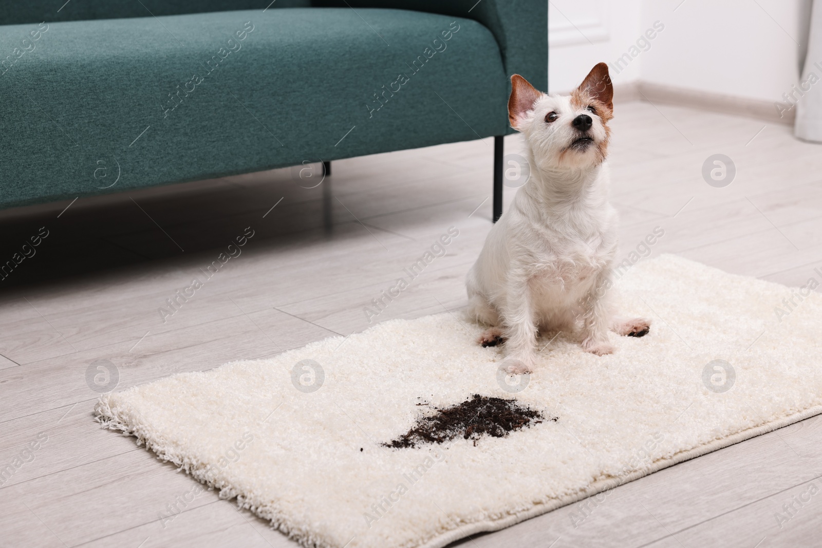 Photo of Cute dog near mud stain on rug indoors. Space for text