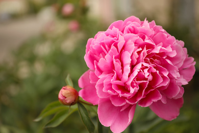 Photo of Beautiful blooming pink peony outdoors, closeup view