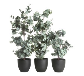 Photo of Pots with eucalyptus isolated on white. Home decor