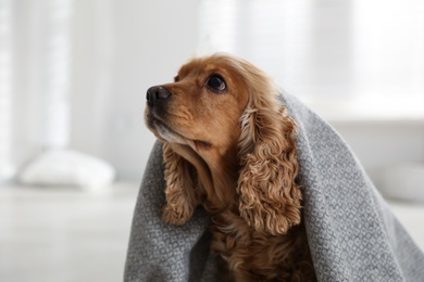 Photo of Cute English cocker spaniel dog with grey plaid indoors