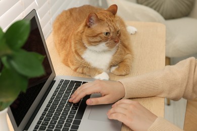 Photo of Woman working with laptop at home, closeup. Cute cat lying on wooden desk near owner