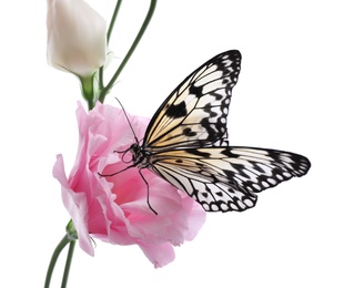 Beautiful rice paper butterfly sitting on eustoma flower against white background