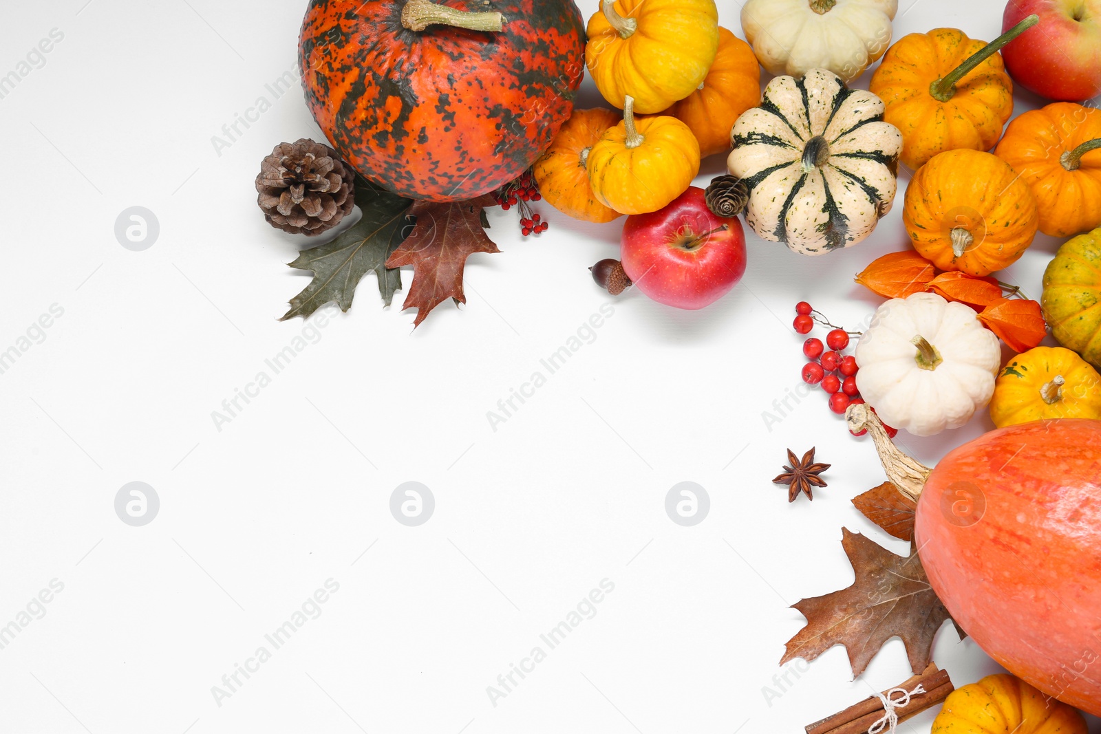 Photo of Thanksgiving day. Flat lay composition with pumpkins on white background, space for text