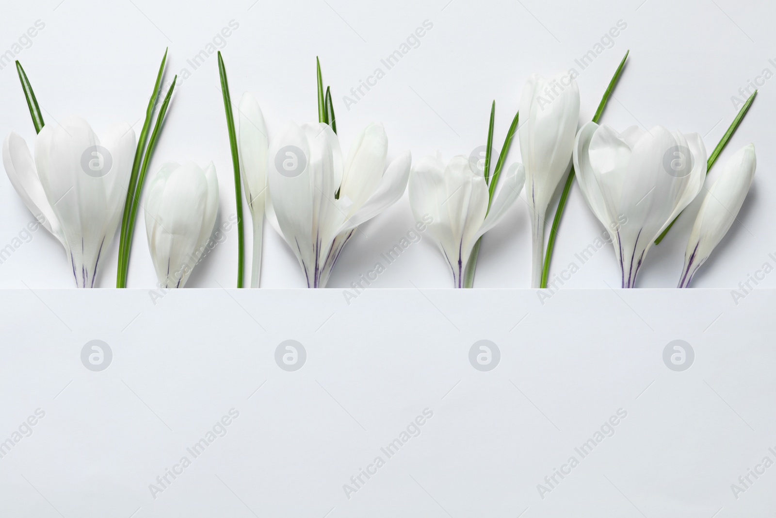 Photo of Flat lay composition with spring crocus flowers and card on light background, space for text