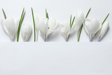 Flat lay composition with spring crocus flowers and card on light background, space for text