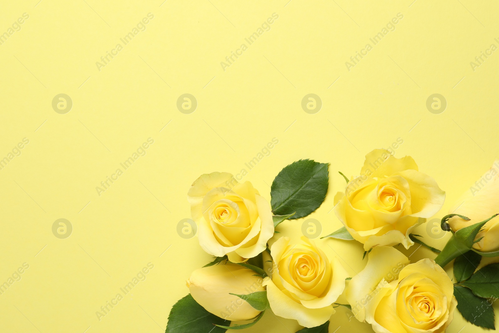 Photo of Beautiful roses on yellow background, flat lay. Space for text