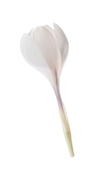 Photo of Beautiful fresh crocus flower isolated on white