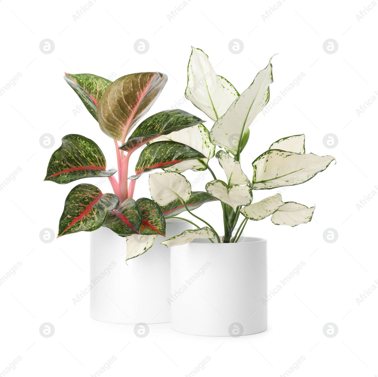 Photo of Beautiful Aglaonema plants in flowerpots isolated on white. House decor