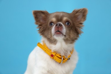 Cute Chihuahua in dog collar on light blue background