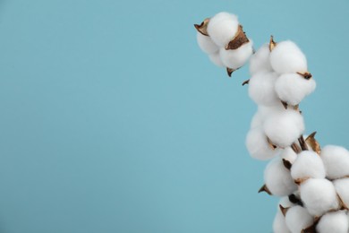 Beautiful cotton branch with fluffy flowers on light blue background, space for text