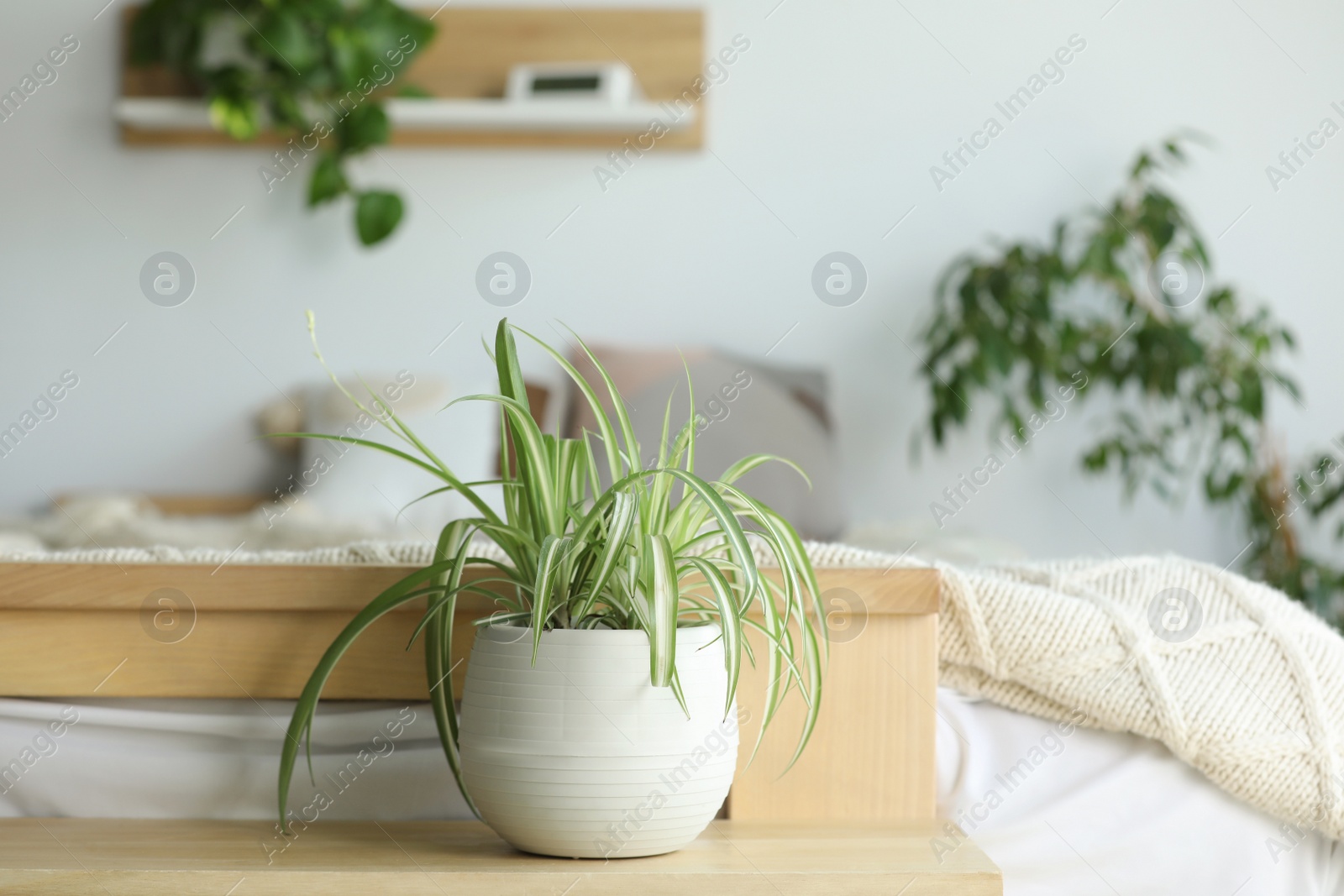 Photo of Cozy bedroom interior with different potted houseplants