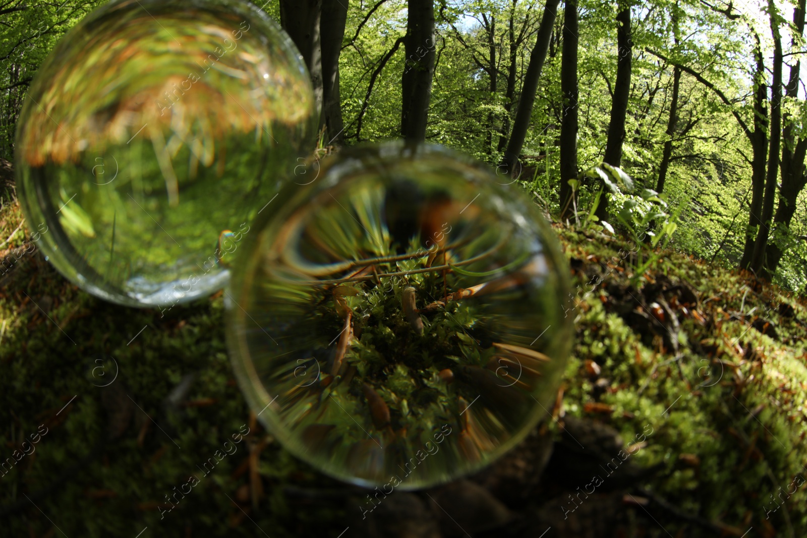 Photo of Green grass outdoors, overturned reflection. Crystal balls in forest