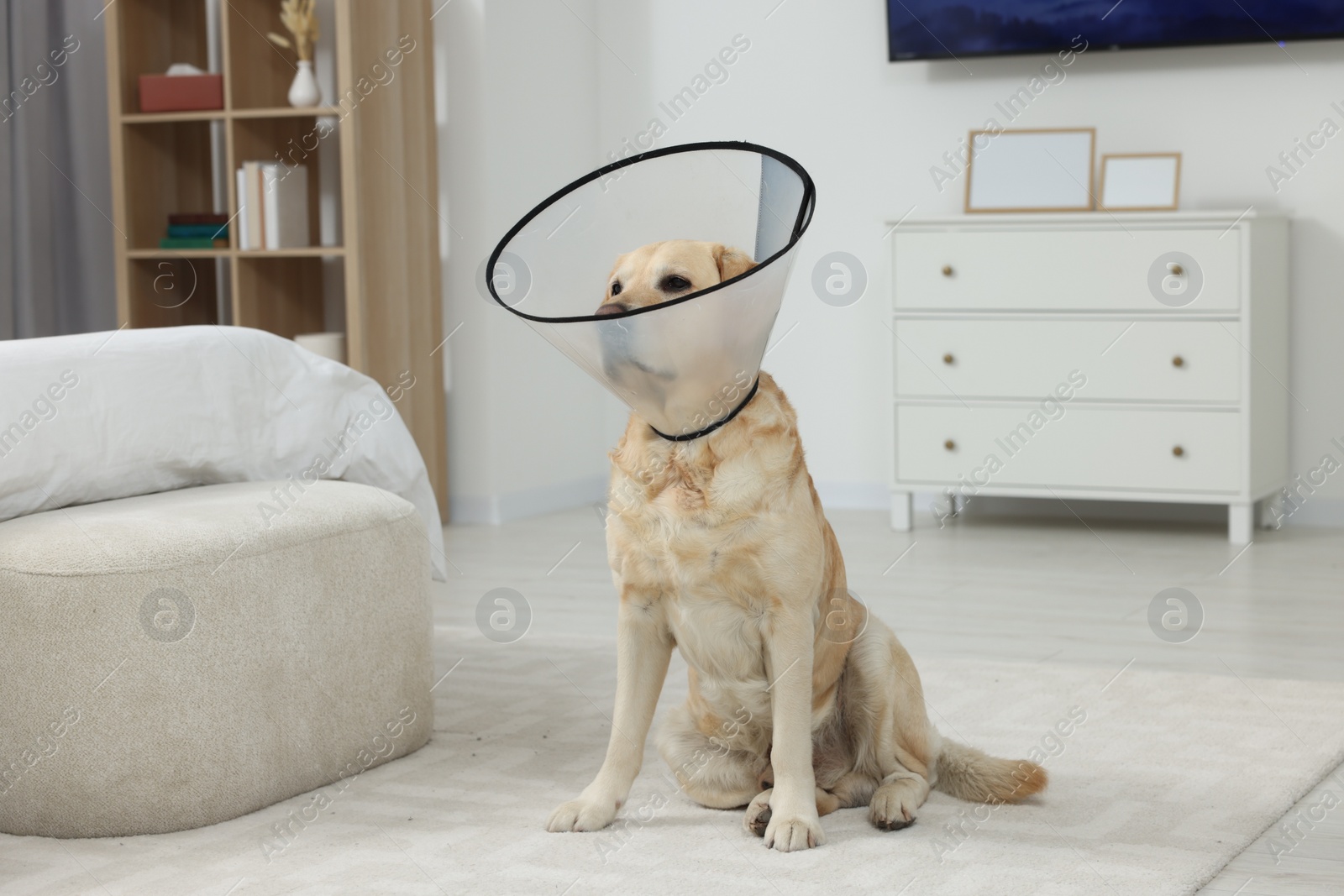 Photo of Sad Labrador Retriever with protective cone collar on floor in room