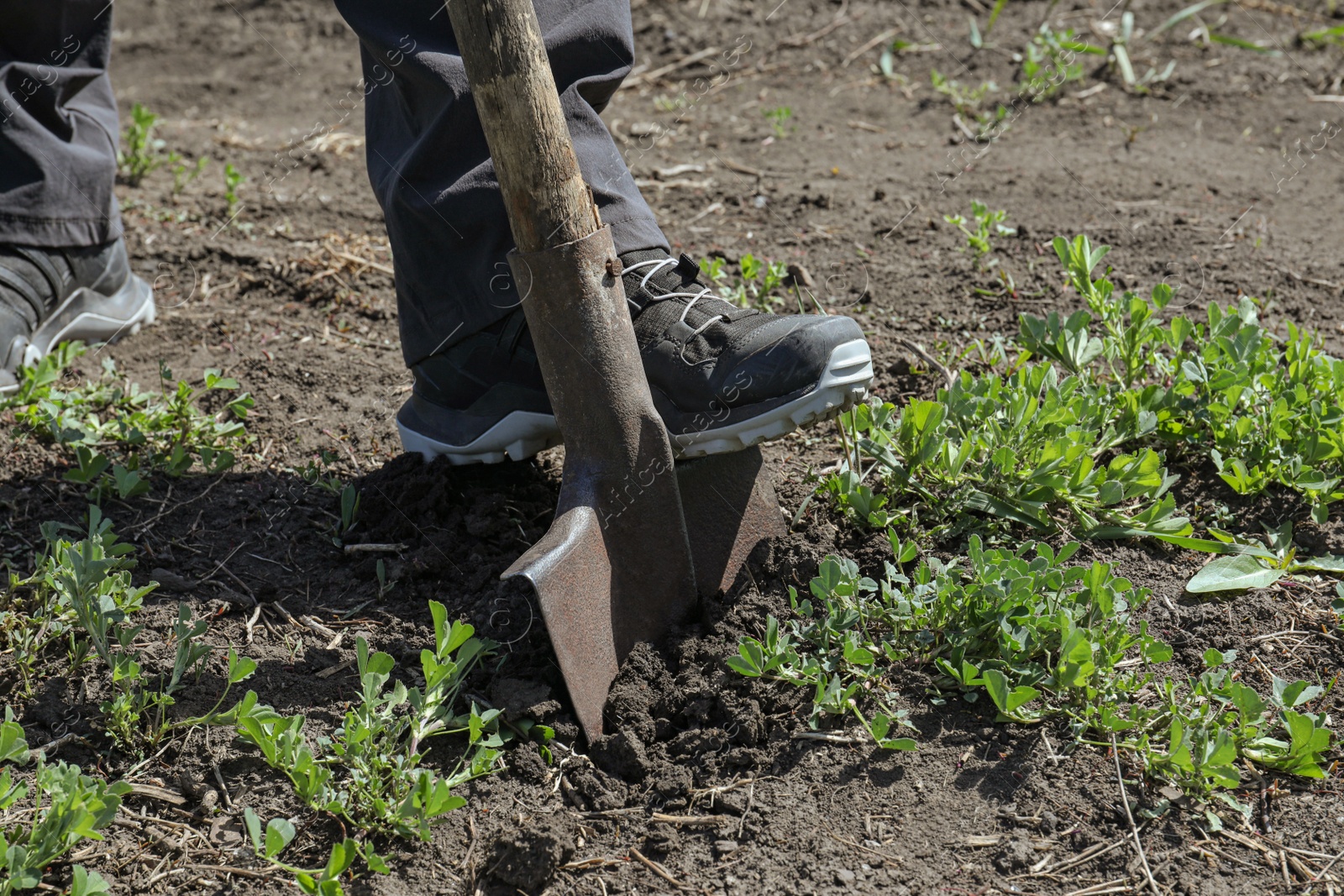 Photo of Gardener digging soil with shovel outdoors, closeup