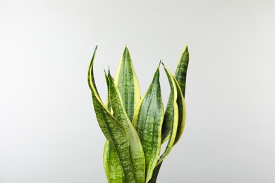 Photo of Beautiful sansevieria plant on white background. Home decor