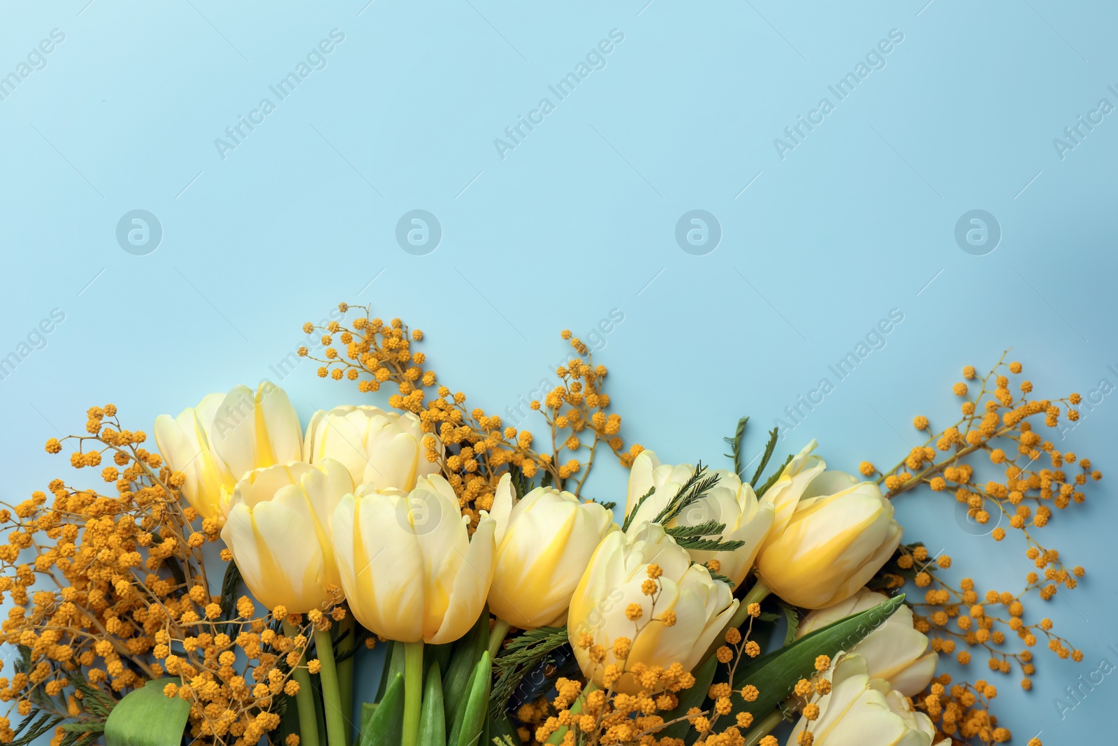 Photo of Bouquet with beautiful tulips and mimosa flowers on light grey background, top view. Space for text