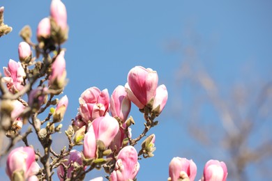 Beautiful blooming Magnolia tree on sunny day outdoors. Space for text