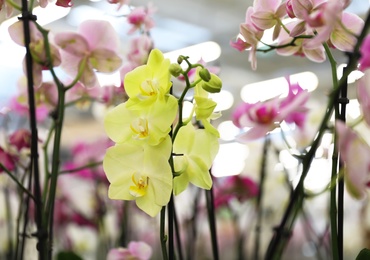 Beautiful blooming tropical orchid flowers in store