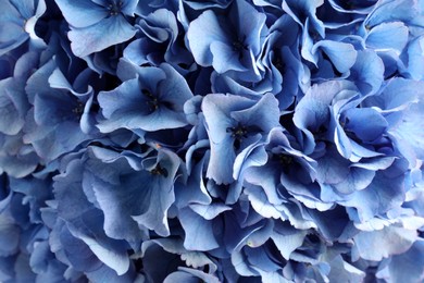 Beautiful light blue hortensia flowers as background, closeup