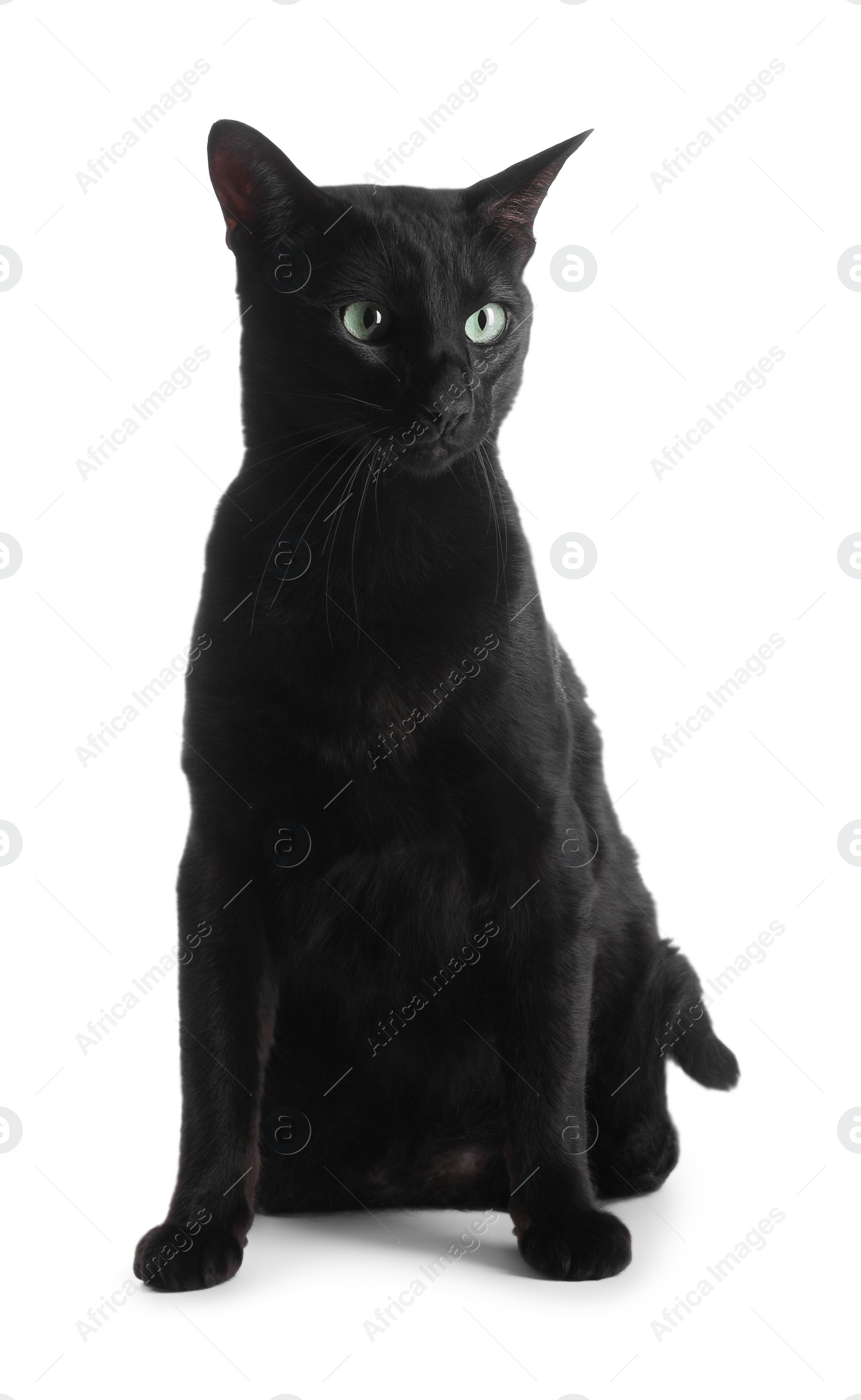 Photo of Adorable black cat with green eyes on white background. Lovely pet