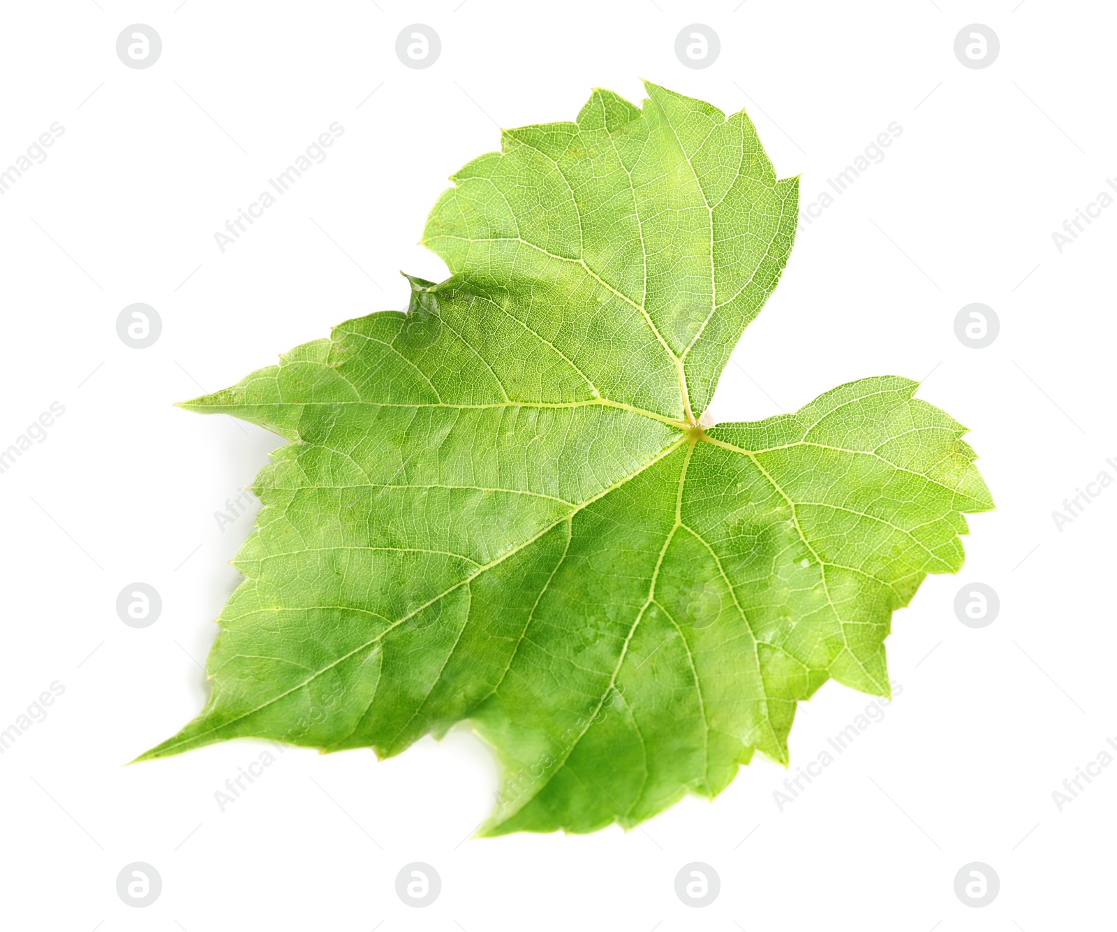 Photo of Fresh green grape leaf on white background