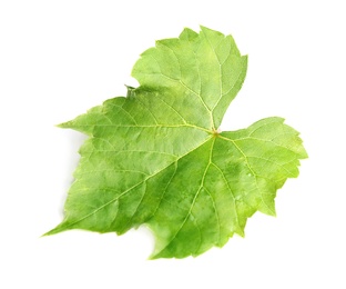 Fresh green grape leaf on white background