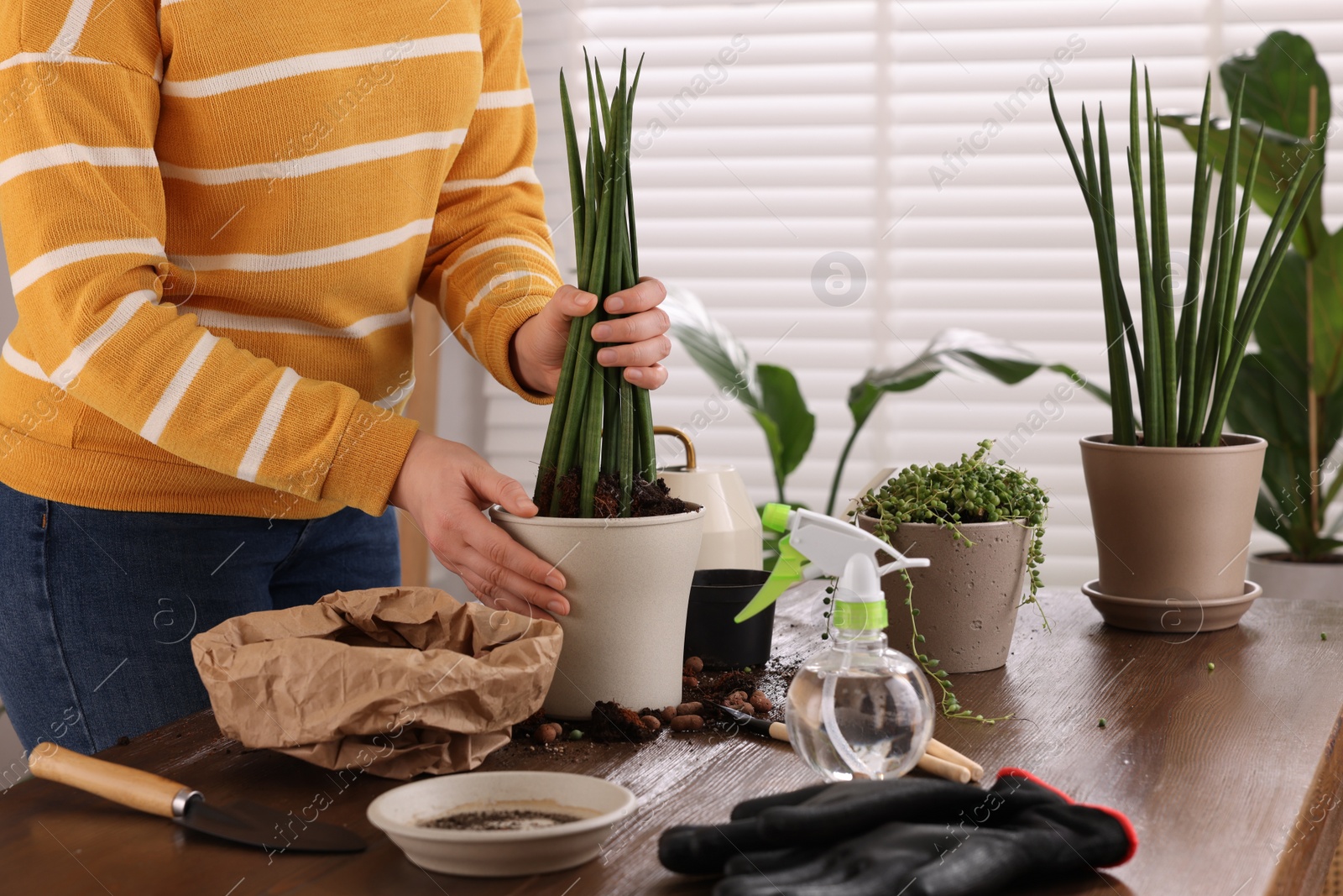 Photo of Woman transplanting houseplant into new pot at wooden table indoors, closeup