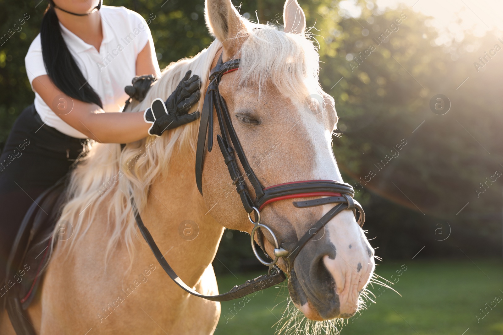 Photo of Young woman in equestrian suit riding horse outdoors on sunny day, closeup. Beautiful pet