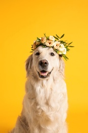 Photo of Adorable golden Retriever wearing wreath made of beautiful flowers on yellow background