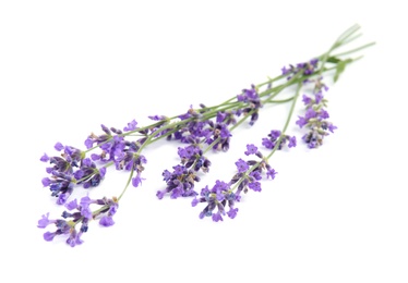 Beautiful tender lavender flowers on white background