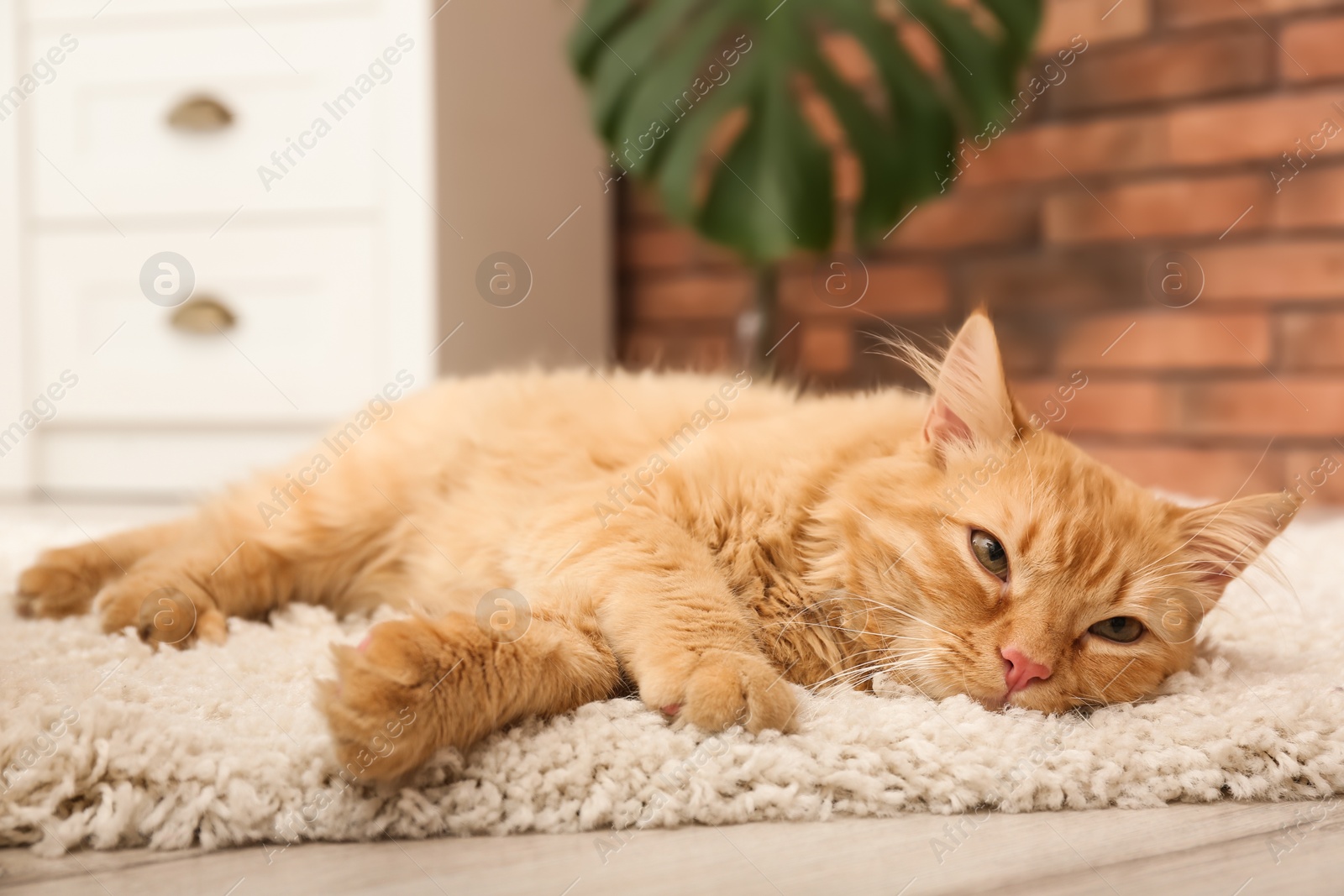 Photo of Cute cat lying on rug at home