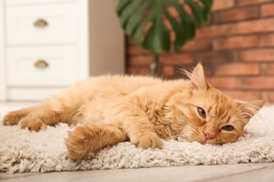 Cute cat lying on rug at home