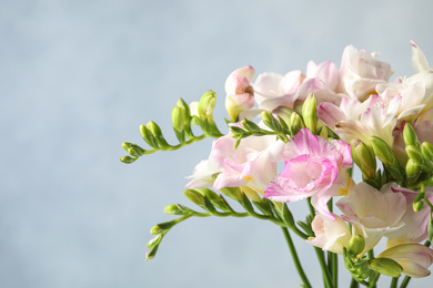 Beautiful blooming pink freesias against blue background