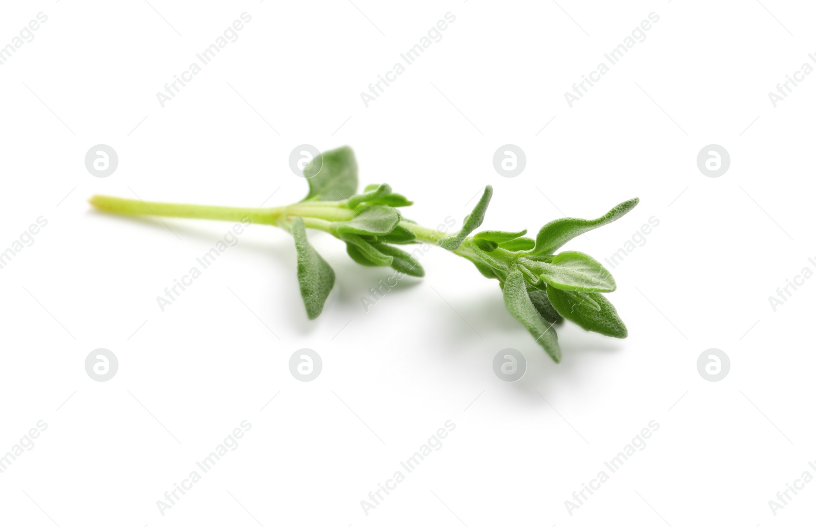 Photo of Aromatic thyme sprig on white background. Fresh herb