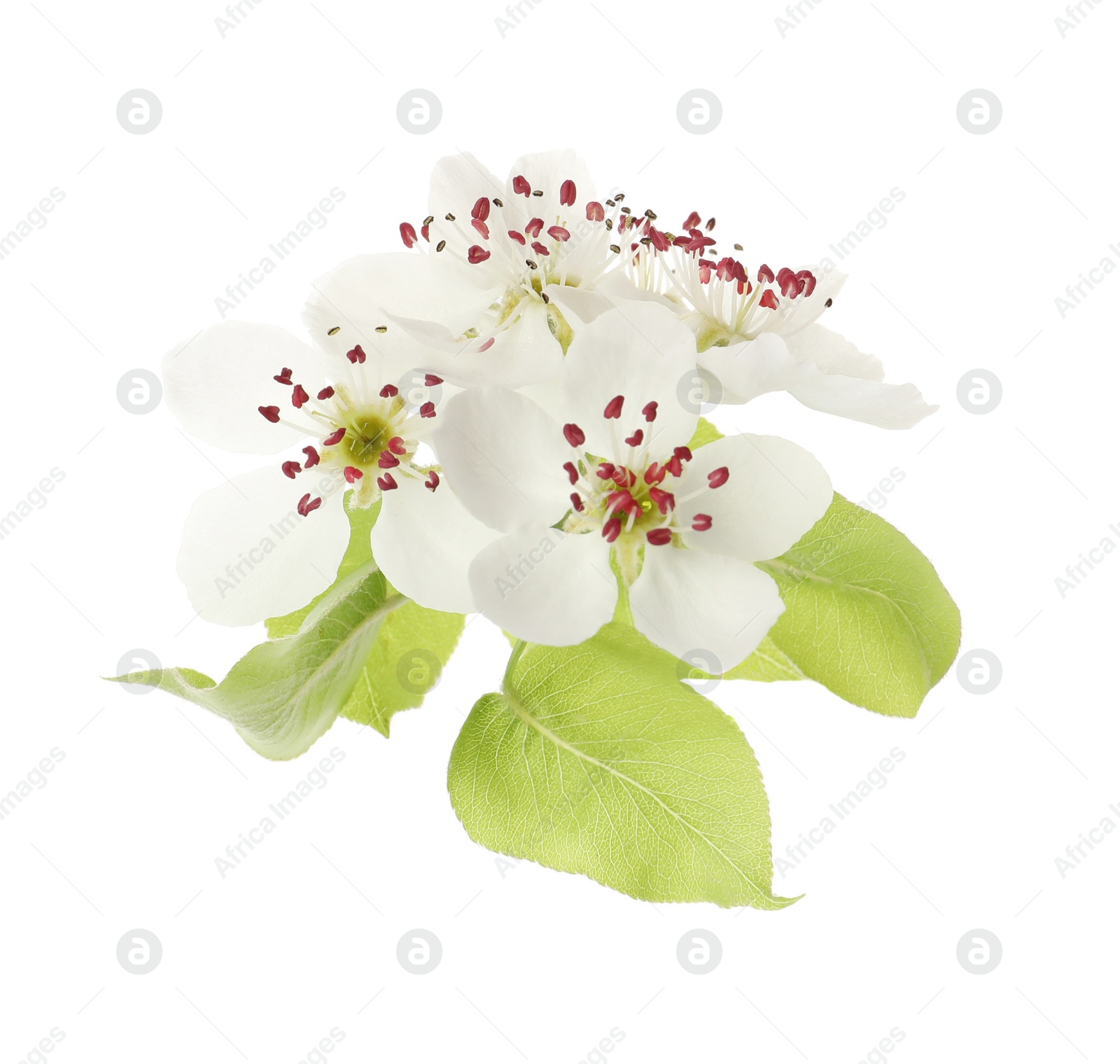 Photo of Beautiful blossoming pear tree branch with flowers on white background