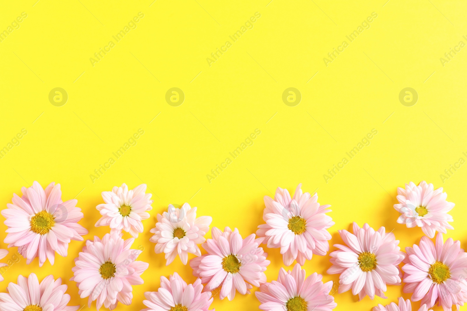 Photo of Beautiful chamomile flowers on color background, flat lay with space for text