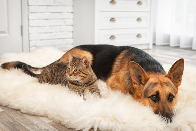 Adorable cat and dog resting together on fuzzy rug indoors. Animal friendship