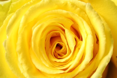 Beautiful rose with yellow petals as background, macro view