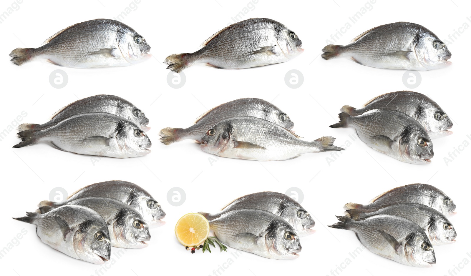 Image of Set of fresh raw dorada fish on white background