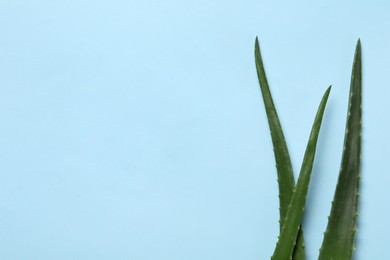 Photo of Fresh aloe vera leaves on light blue background, flat lay. Space for text