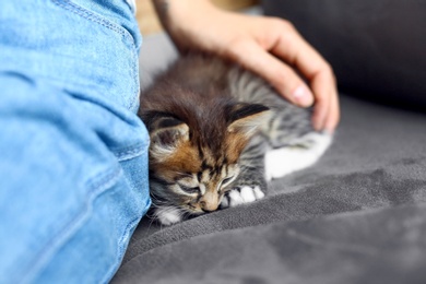 Photo of Cute little striped kitten near owner at home, closeup view