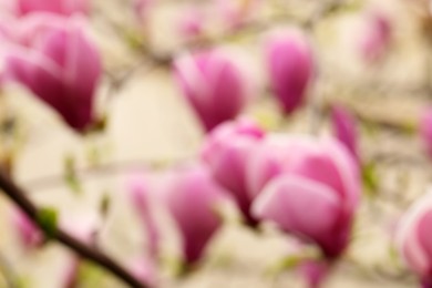 Blurred view of beautiful magnolia tree with pink blossom outdoors, closeup. Bokeh effect