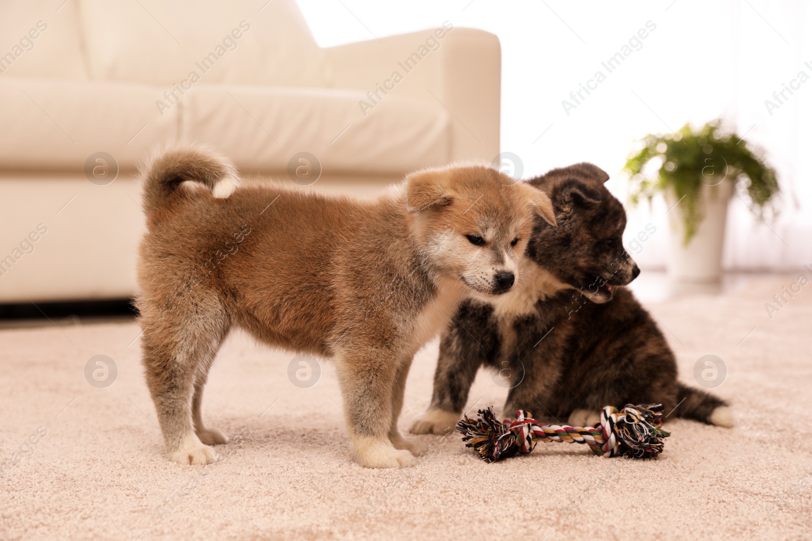 Photo of Cute Akita inu puppies with toy indoors. Friendly dogs